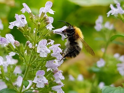 Plant nature bugs photo