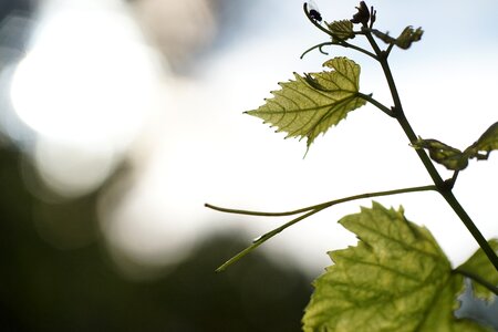Garden bokeh fly