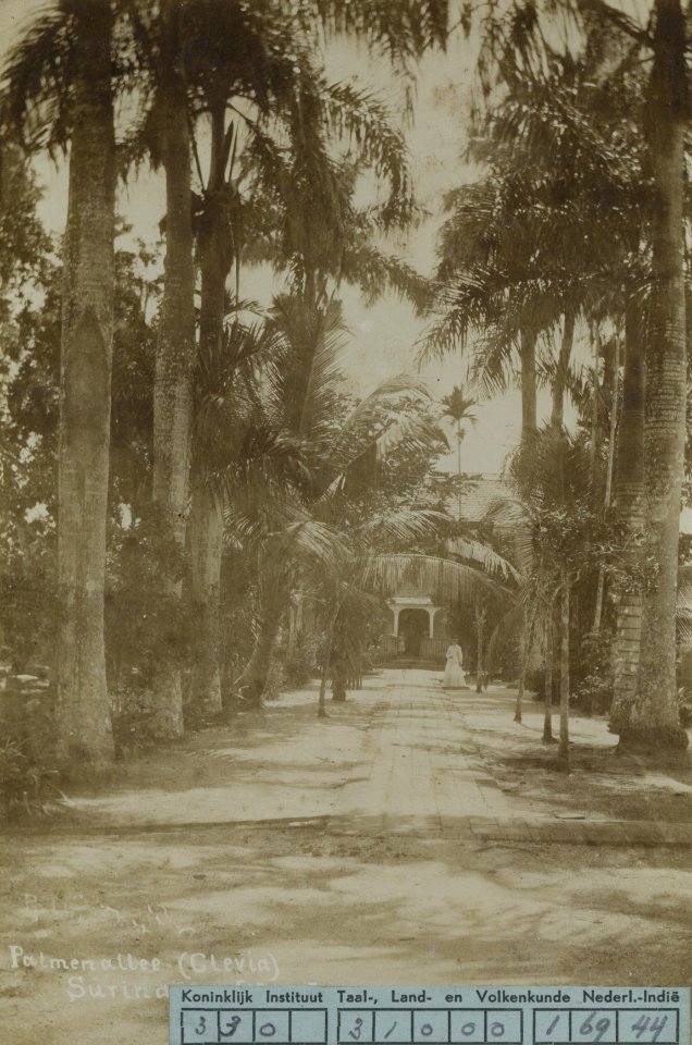 KITLV - 91576 - Avenue with palm trees in Paramaribo - circa 1880