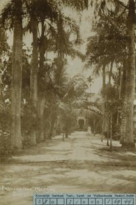 KITLV - 91576 - Avenue with palm trees in Paramaribo - circa 1880