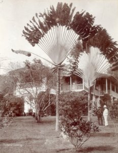 KITLV - 91805 - Lambert & Co., G.R. - Singapore - Fan palms in front of a European house in Tanglin, Singapore - circa 1900