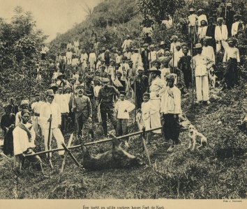KITLV - 94270 - Demmeni, J. - Battue for boars at Tilatang near Fort de Kock (Bukittinggi) - 1911