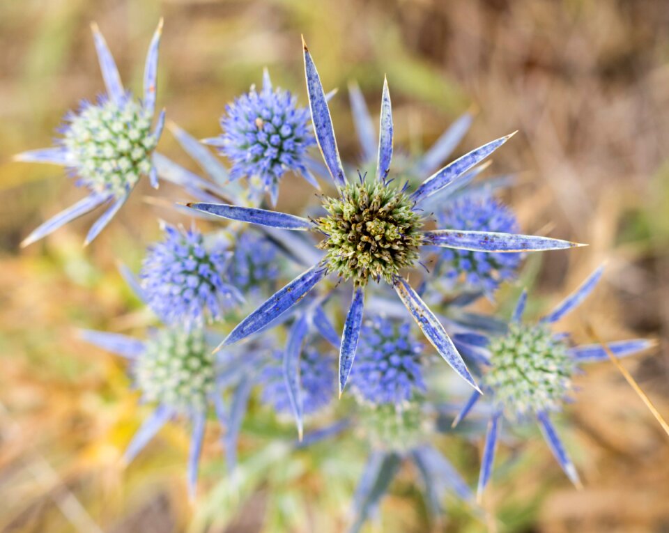 Flower spine thistle