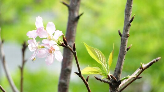 Hope vitality plant