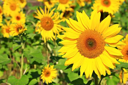 Flowers factory yellow