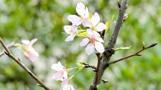 Hope vitality plant