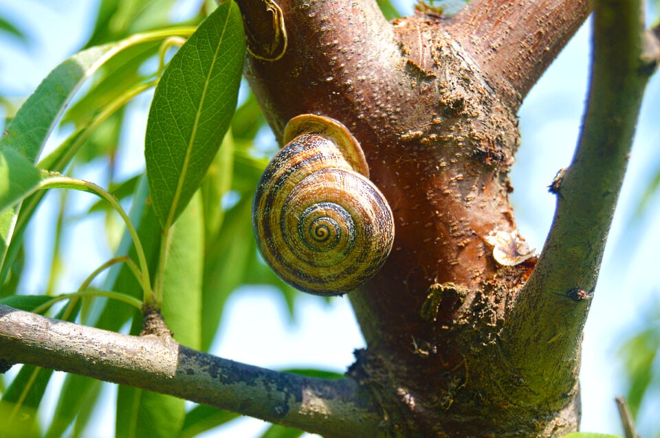 Animal geometry shell