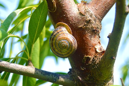 Animal geometry shell