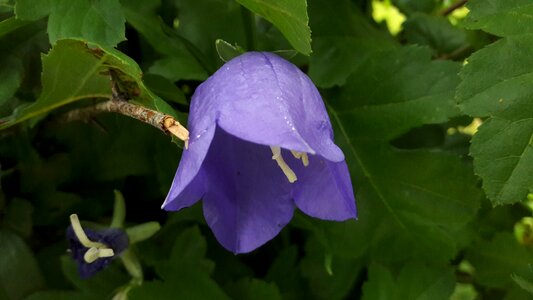 Grass about flower