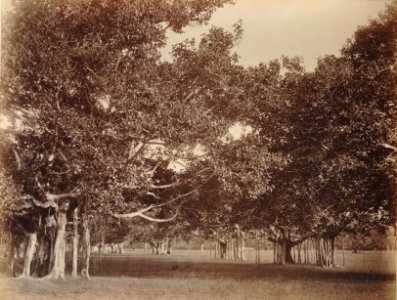 KITLV 92067 - Unknown - Banyan trees in the park at Guindy Chennai in India - Around 1870