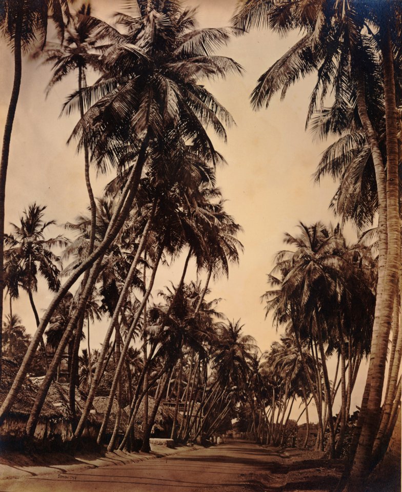 KITLV 92139 - Unknown - Coconut trees along a road at Coonoor in India - Around 1870