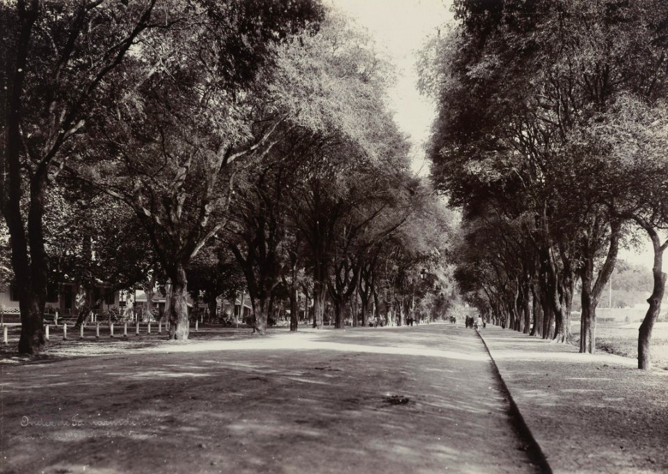 KITLV 40548 - Kassian Céphas - Street with both sides tamarind trees at Yogyakarta - 1901-07
