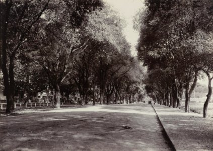 KITLV 40548 - Kassian Céphas - Street with both sides tamarind trees at Yogyakarta - 1901-07 photo