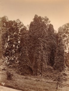 KITLV 92200 - Unknown - Climbers in India - Around 1870