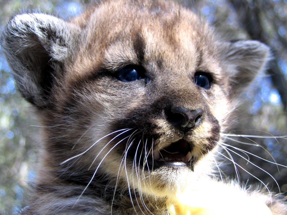 Kitten Closeup (8970211263)