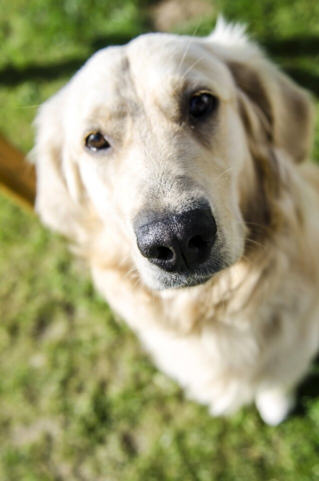 Doggy shut up dog