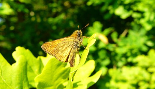 Summer at the court of butterfly day photo