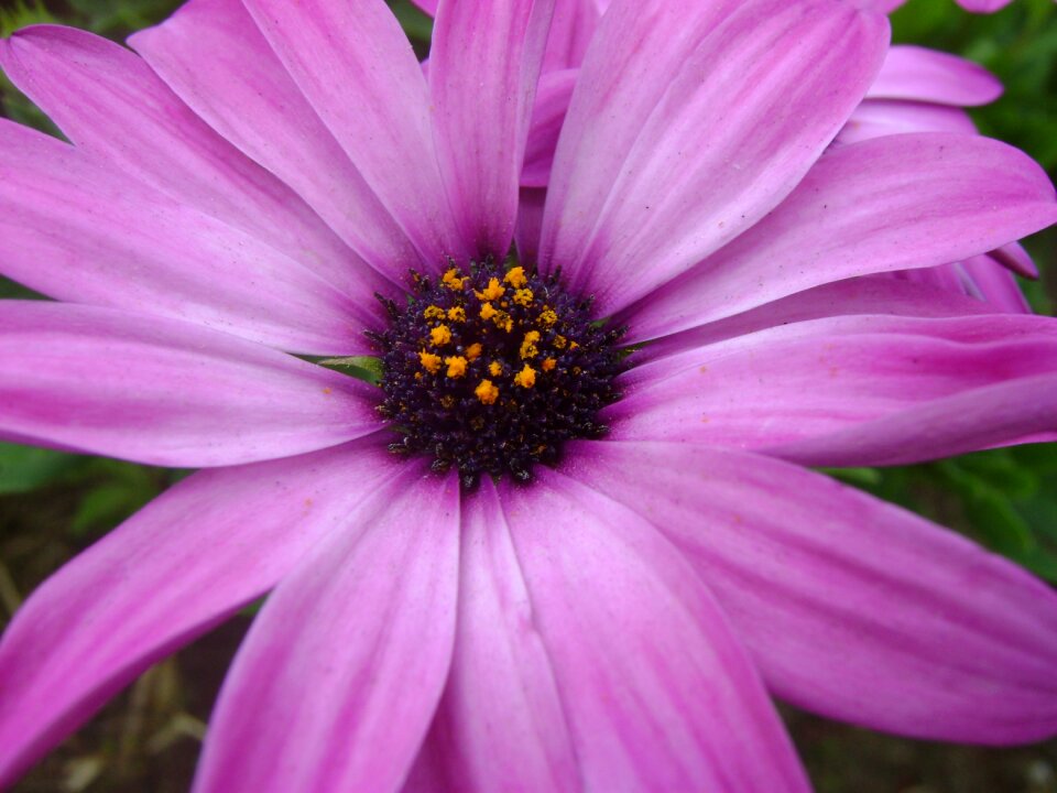 Wild flora flowers spring