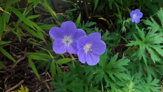 Blue flowers summer