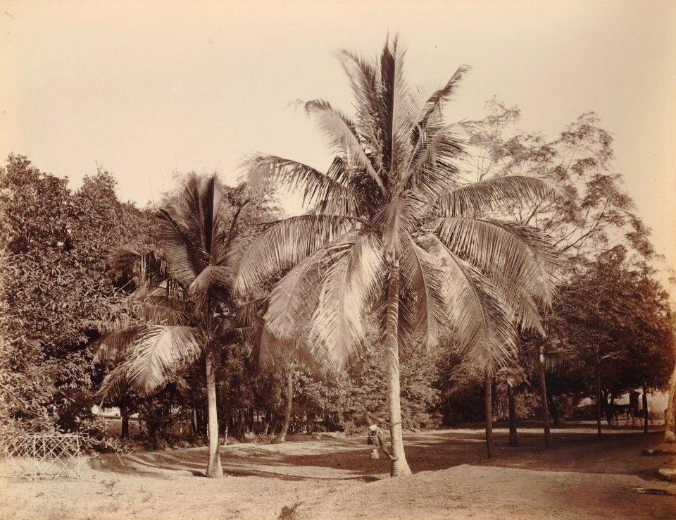 KITLV 92065 - Unknown - Coconut trees in a garden at Madras, India - Around 1870