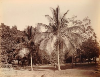 KITLV 92065 - Unknown - Coconut trees in a garden at Madras, India - Around 1870 photo