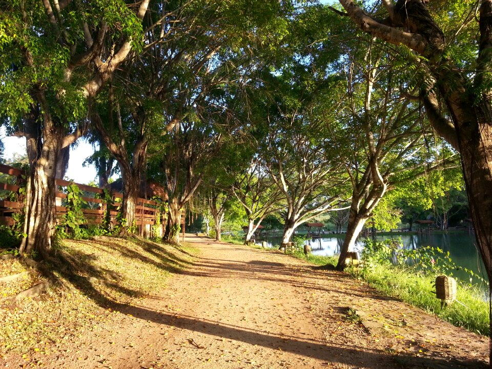 Shrubs landscape nature