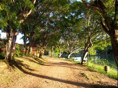 Shrubs landscape nature