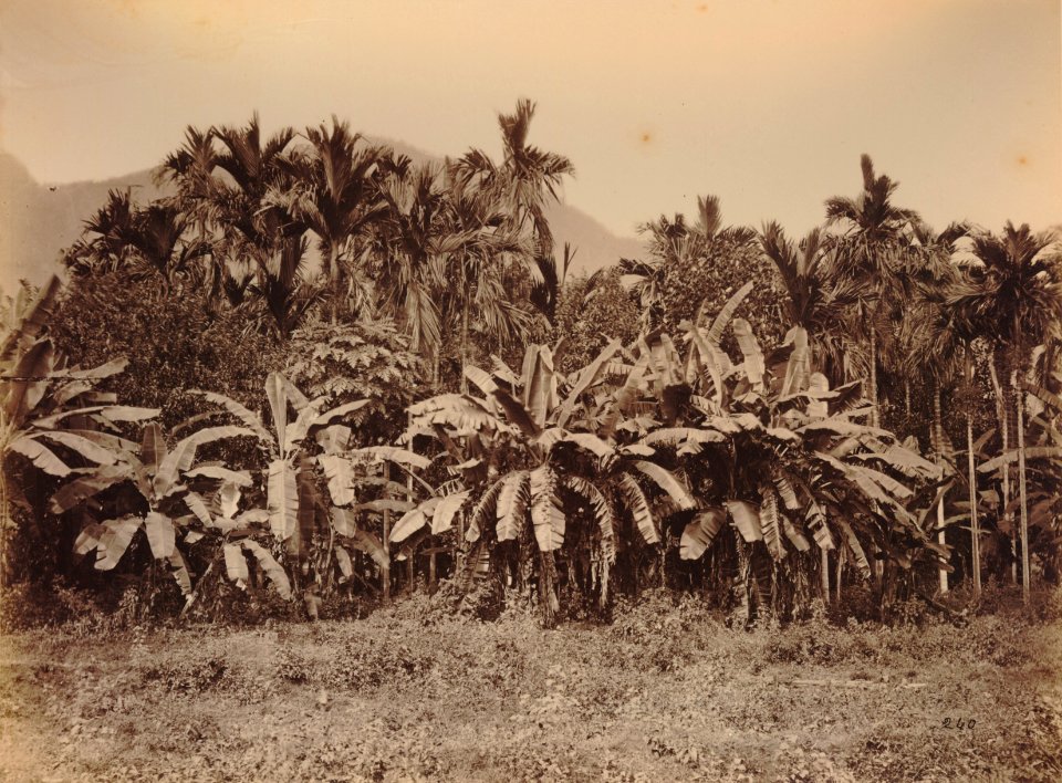 KITLV 92141 - Unknown - Pinang palms at Kullar in India - Around 1870