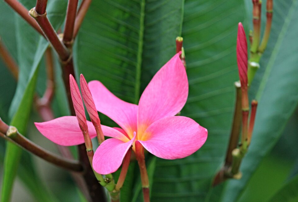 Pink frangipani flower