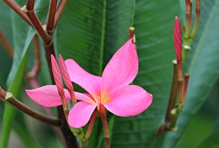 Pink frangipani flower