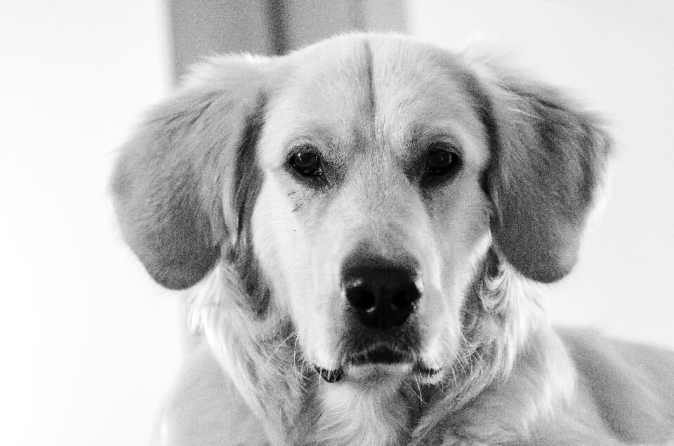 Doggy shut up dog