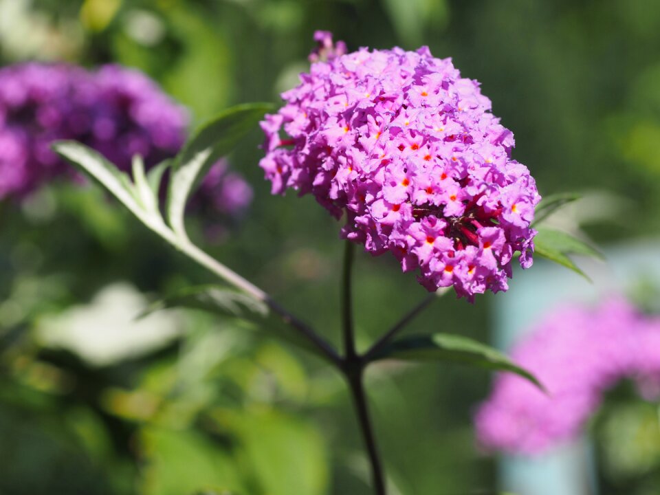 Plant flowers garden