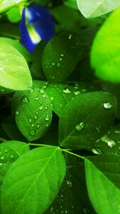 Drops water green