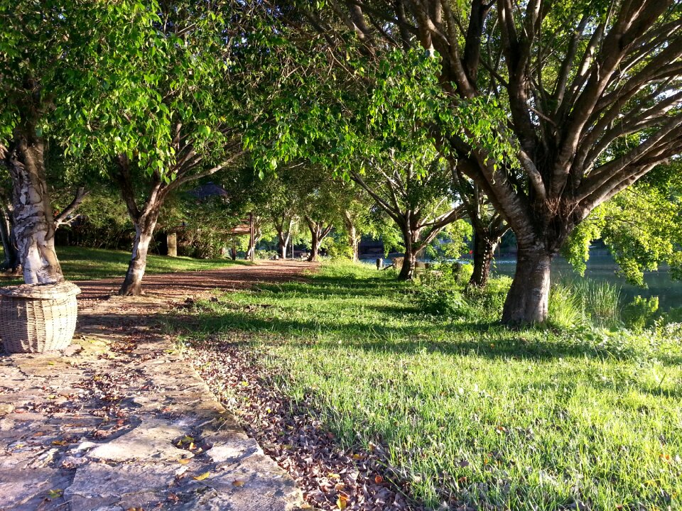 Shrubs landscape nature