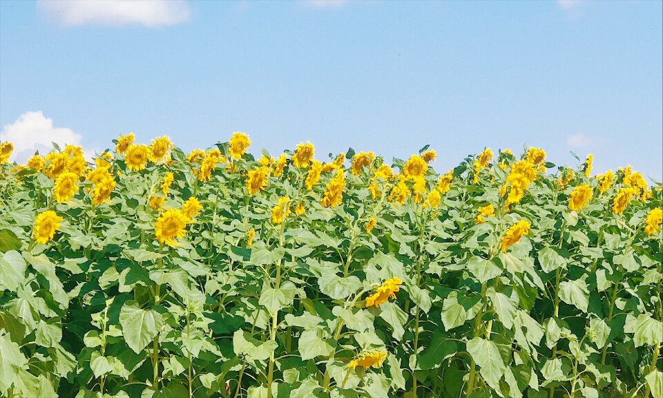 Sunflower plant flowers and plants