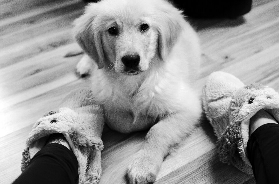 Doggy shut up dog