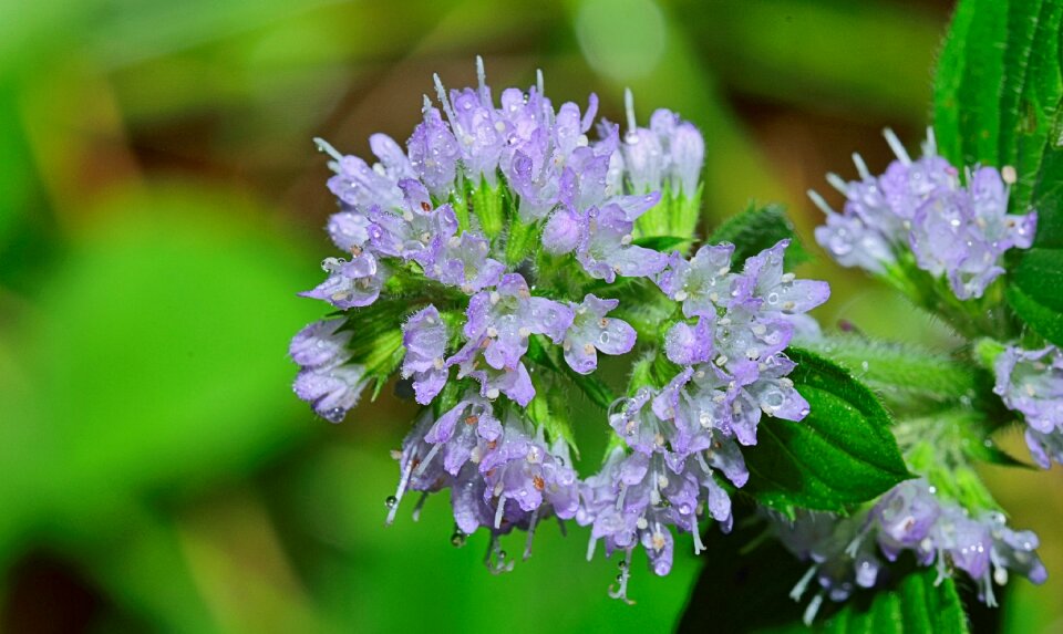 Flowers small flower plants