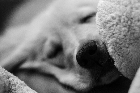 Doggy shut up dog