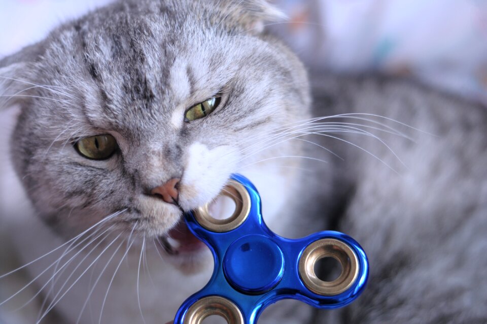 Fidget spinner cat biting
