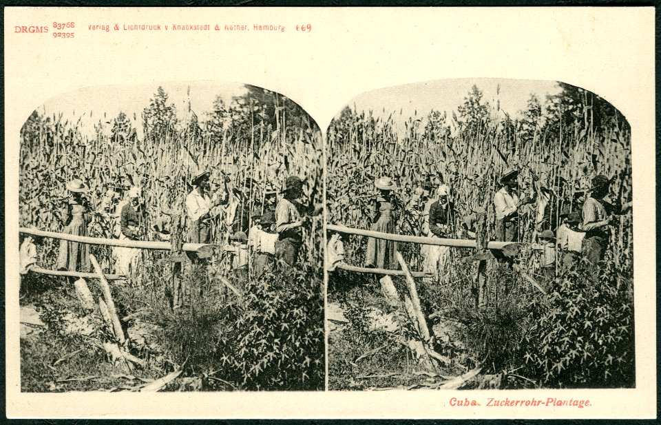 Knackstedt & Näther Stereoskopie 0669 Cuba. Zuckerrohr-Plantage. Bildseite mit Ansicht um 1900 arbeitender Sklaven im Feld auf Kuba