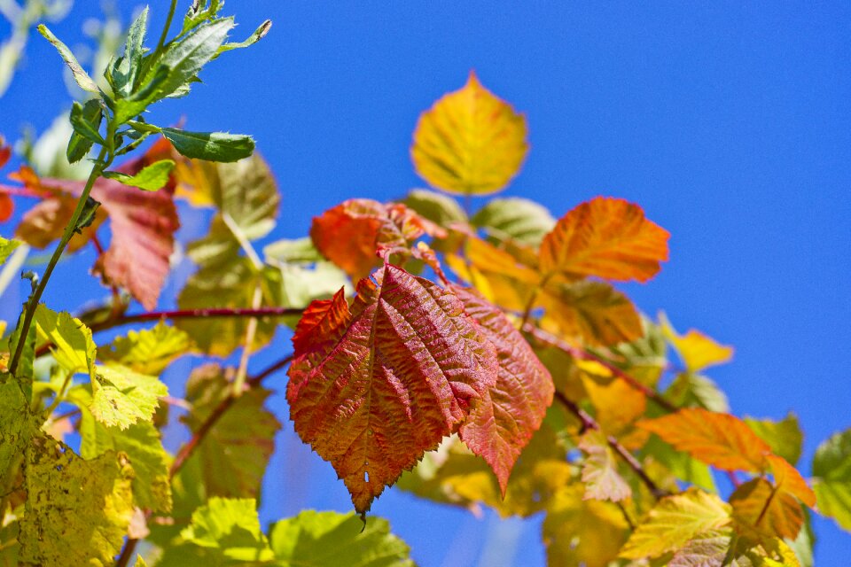 Background natural leaves