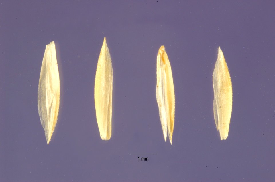 Koeleria macrantha seeds kogr2 001 php