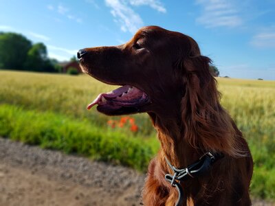 Irish setter tongue red photo