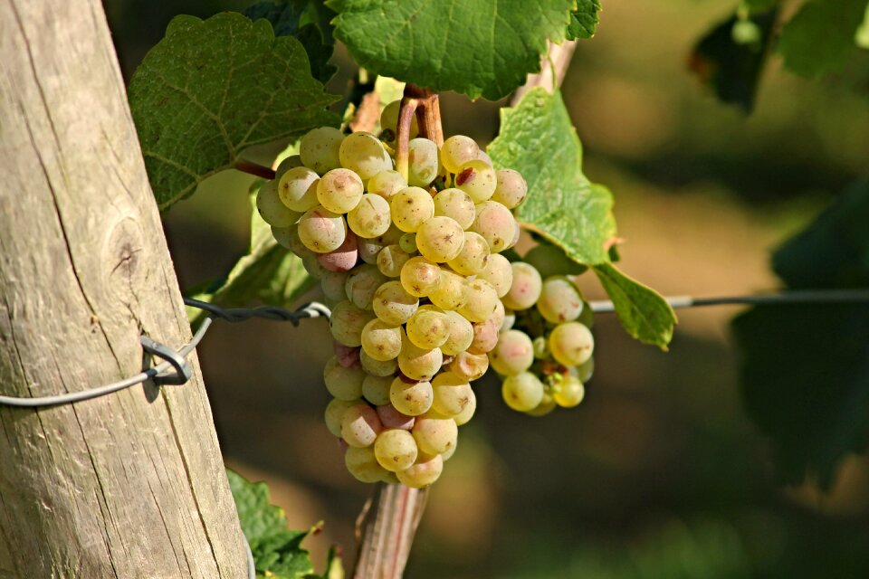 Grapes fruit winegrowing