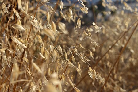 Dry outdoors grass