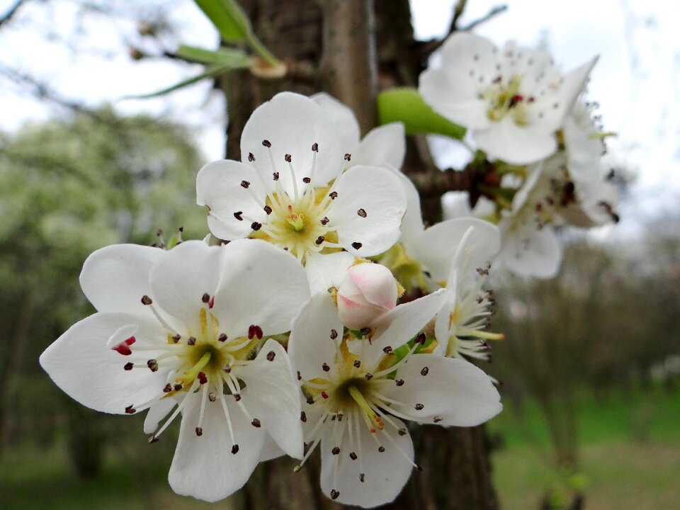 The buds nature garden