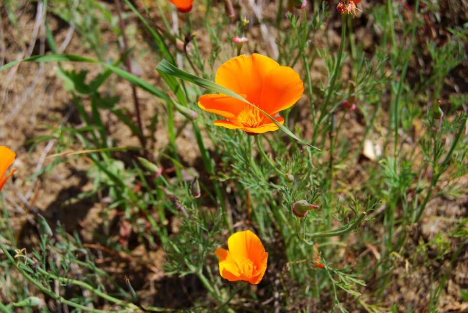 Flowers grass natural
