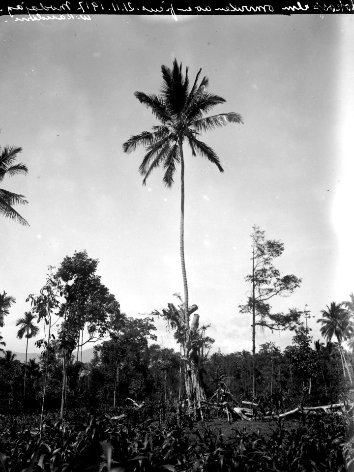 Kokospalm omvuxen av en fikus. Modajag. Indonesien - SMVK - 022119