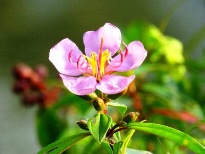 Close up macro flower photo