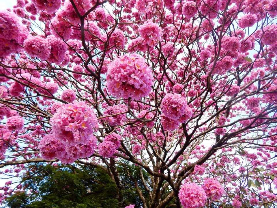 Winter nature flowers